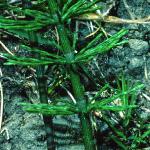 pcommonfol1horsetail