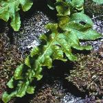 pcommonfol1polypody