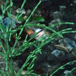 pcommonfol2horsetail