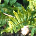 pcommonfol2polypody
