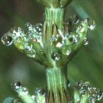 pcommonfol3horsetail