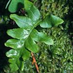 pcommonfol3juvpolypody