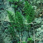 pcommonfor1horsetail
