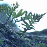 pcommonfor1polypody