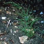 pcommonfor2horsetail