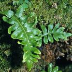 pcommonfor2polypody