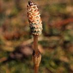 pcommonfru1horsetail