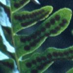 pcommonfru1polypody