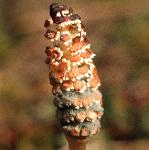 pcommonfru2horsetail