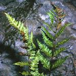 pcrestedfor2bucklerfern