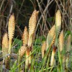 pgiantfru6horsetailbritishflora
