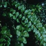pgreenfol1spleenwort