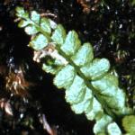 pgreenfol2spleenwort