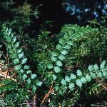 pgreenfor1spleenwort