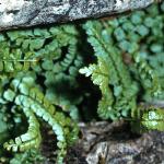 pgreenfor2spleenwort