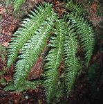 phardfor2shieldfern