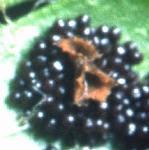 phardfru1shieldfern