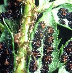 phardfru2shieldfern