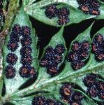 phardfru3shieldfern