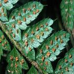 phardfru4shieldfern