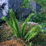 phollyfor2fern