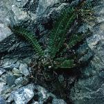 phollyfor3fern