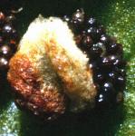 pmalefru1fern