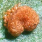 pmalefru2fern