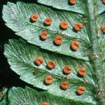 pmalefru3fern