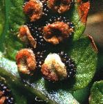 pmalefru4fern