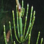 pmarshfolhorsetail