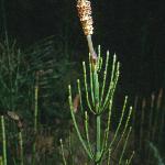 pmarshforhorsetail