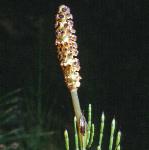 pmarshfruhorsetail
