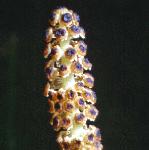 pmarshfru1horsetail