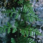 pmountainfol1bladderfern