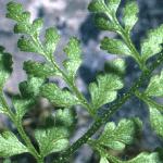 pmountainfol2bladderfern