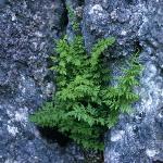 pmountainfor1bladderfern