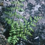 pmountainfor2bladderfern