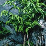 poakfor2fern