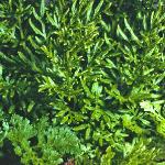 pparsleyfol1fern