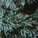 pscottishfol1filmyfern