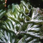 pscottishfol2filmyfern