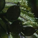 pscottishfruripefilmyfern
