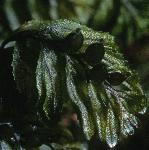 pscottishfrusripefilmyfern