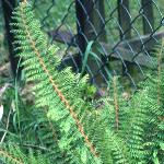 psoftfo21shieldfern
