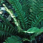 psoftfol1shieldfern