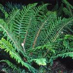 psoftfor1shieldfern