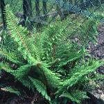 psoftfor2shieldfern