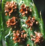 psoftfru1shieldfern