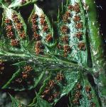 psoftfru2shieldfern